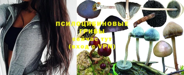 apvp Каменногорск